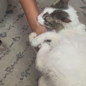 Meet your Posher, Lisa